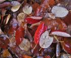 Листья осени мокрой